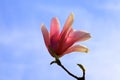 Beautiful magnolia tree blossoms in springtime. Jentle Chinese red magnolia flower, floral background Royalty Free Stock Photo
