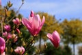 Beautiful magnolia tree blossoms in springtime. Jentle Chinese red magnolia flower, floral background Royalty Free Stock Photo