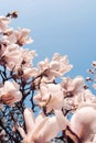 Beautiful magnolia tree blossoms in springtime. Jentle white magnolia flower against sunset light. Romantic background.. Royalty Free Stock Photo