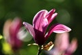 Magnolia tree with beautiful flowers outdoors, closeup. Amazing spring blossom