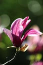 Magnolia tree with beautiful flowers outdoors, closeup. Amazing spring blossom