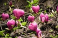 Pink and White Magnolia flowers against a background of flowers and green leaves.