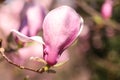 Beautiful magnolia tree with pink blossom outdoors, closeup. Spring season Royalty Free Stock Photo