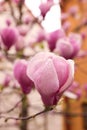 Beautiful magnolia tree with pink blossom outdoors, closeup. Spring season Royalty Free Stock Photo
