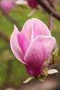Beautiful magnolia tree with pink blossom outdoors, closeup. Spring season Royalty Free Stock Photo