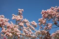 Beautiful magnolia trees in full blossom with pink and white flowers, springtime park background Royalty Free Stock Photo