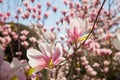 Beautiful magnolia trees in full blossom with pink and white flowers, springtime park background Royalty Free Stock Photo