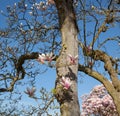 Beautiful magnolia trees in full blossom with pink and white flowers, springtime park background Royalty Free Stock Photo