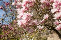 Beautiful magnolia trees in full blossom with pink and white flowers, springtime park background Royalty Free Stock Photo