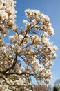 Beautiful magnolia trees in full blossom with pink and white flowers, springtime park background Royalty Free Stock Photo