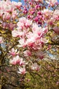 Beautiful magnolia trees in full blossom with pink and white flowers, springtime park background