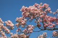 Beautiful magnolia trees in full blossom with pink and white flowers, springtime park background Royalty Free Stock Photo