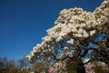 Beautiful magnolia trees in full blossom with pink and white flowers, springtime park background Royalty Free Stock Photo