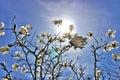 Beautiful Magnolia X Loebneri Encore Flowers Blossoms Against Deep Blue Sky Royalty Free Stock Photo