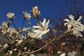 Beautiful Magnolia X Loebneri Encore Flowers Blossoms Against Deep Blue Sky Royalty Free Stock Photo