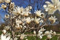 Beautiful Magnolia X Loebneri Encore Flowers Blossoms Against Deep Blue Sky Royalty Free Stock Photo