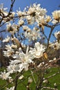 Beautiful Magnolia X Loebneri Encore Flowers Blossoms Against Deep Blue Sky Royalty Free Stock Photo