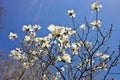 Beautiful Magnolia X Loebneri Encore Flowers Blossoms Against Deep Blue Sky Royalty Free Stock Photo