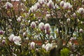 Beautiful magnolia x soulangeana flowering tree in the garden Royalty Free Stock Photo