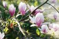 Beautiful magnolias in a park Royalty Free Stock Photo