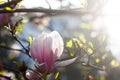 Beautiful magnolias in a park Royalty Free Stock Photo