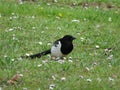 Beautiful magpie black white bird flight animal beak