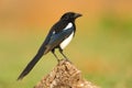 Beautiful magpie perched in a branch