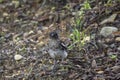 Beautiful magpie robin