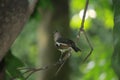 Beautiful Magpie robin on a branch