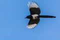 Beautiful Magpie in Flight