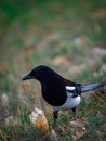 Beautiful magpie walks around in the grass.