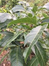 A very beautiful mahogany plant