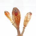 beautiful Mahogany seeds