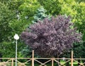 A beautiful mahogany tree against a background of green trees in the old park of Anapa in summer