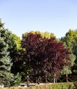 A beautiful mahogany tree against a background of green trees in the old park of Anapa in summer