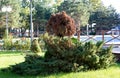 A beautiful mahogany tree against a background of green trees in the old park of Anapa in summer