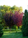 A beautiful mahogany tree against a background of green trees in the old park of Anapa in summer