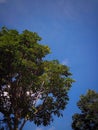 a beautiful mahogany tree with lush leaves against a blue sky background