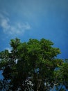 a beautiful mahogany tree with lush leaves against a blue sky background