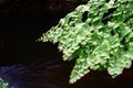 Beautiful Maidenhair fern.