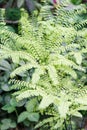 Beautiful maidenhair in the garden.