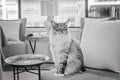 Beautiful Main Coon Cat Sitting On A Chair Royalty Free Stock Photo