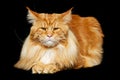 Beautiful maine coon cat