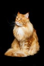 Beautiful maine coon cat