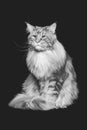 Beautiful maine coon cat