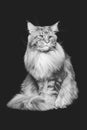 Beautiful maine coon cat