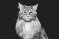 Beautiful maine coon cat