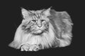 Beautiful maine coon cat