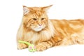 Beautiful maine coon cat Royalty Free Stock Photo