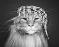 Beautiful maine coon cat in hat Royalty Free Stock Photo
